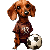 Footballer Dachshund
