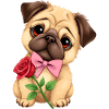 Pug Dog