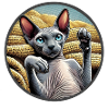 Shpynx cat showing paws