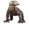 Komodo dragons Komodo dragon