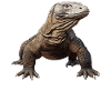 Komodowarane Komodowaran