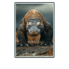 Komodowarane Komodowaran