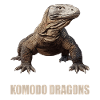 Komodo dragons Komodo dragon