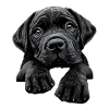Bullmastiff