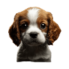 Cavalier King Charles
