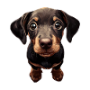 Dobermann