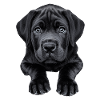Englischer Mastiff