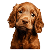 Irish Setter