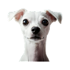 Italienischer Windspielhund