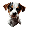 Jack Russell Terrier