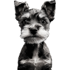 Zwergschnauzer