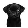 Mops