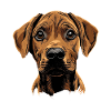 Rhodesian Ridgeback