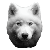 Samojede