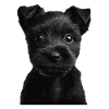 Scottish Terrier