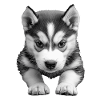 Sibirischer Husky