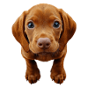 Vizsla