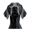 Weimaraner