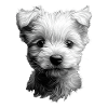 West Highland White
