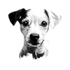 Whippet