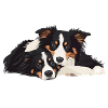 Australian Shepherds