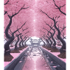 Cherry blossom tunnel