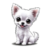 Baby Chihuahua (Puchi)