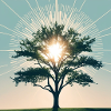 Baum