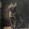 Black Animals - Black Cat