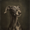Black Animals - Funny Dog