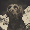 Mountain Dog