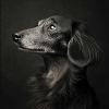 Black Animals - Old Dog