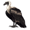 Vulture Geier