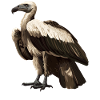 Vulture Geier