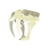 Sabre-toothed tiger