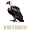 Vulture Geier