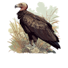 Vulture Geier