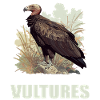 Vulture Geier