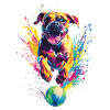 Boxer