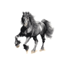 This boy loves his Frisian