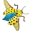 Cockchafer Insect