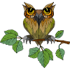 Owl bird
