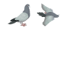 Pigeon Lovers Pigeons Bird Lovers
