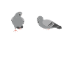 Pigeon Lovers Pigeons Bird Lovers