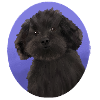 Dog Black Small Poodle