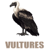 Vulture Geier
