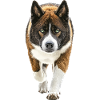 Akita