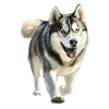 Alaskan Malamute