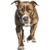 Amerikanischer Pitbull