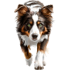 Australischer Schäferhund